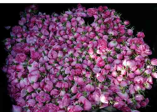 فروشگاه اینترنتی گل محمدی غنچه خشک شده